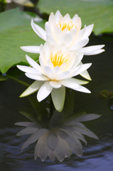 　　　花影