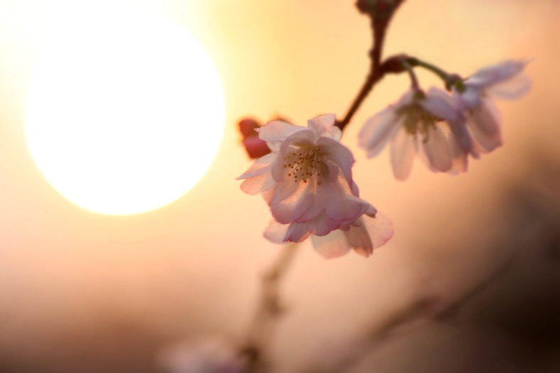 　　花写　4　十月桜