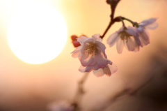 　　花写　4　十月桜