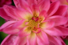 　　花芯
