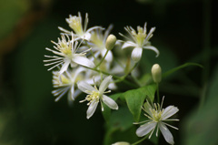 　　　山に咲いて　　3