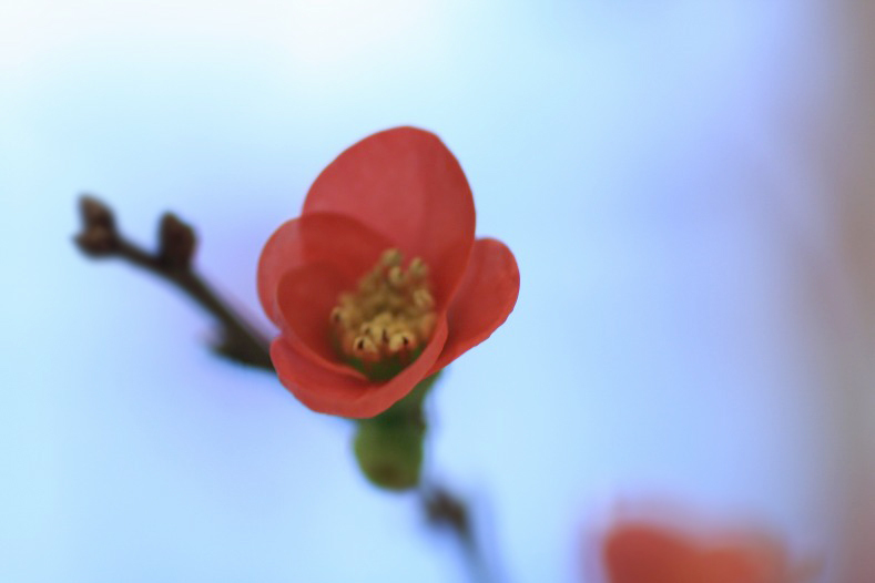 　　花写　2