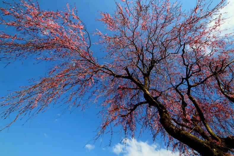 さくら 桜 櫻　(2