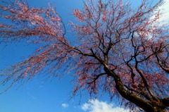 さくら 桜 櫻　(2