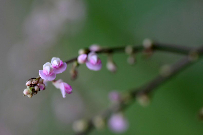 　　　小さな小さな花　　1
