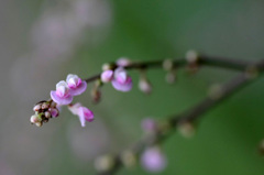 　　　小さな小さな花　　1