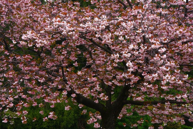 　　　桜残想　1
