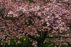 　　　桜残想　1