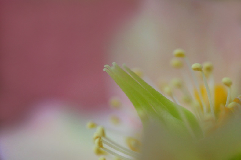 　　花たより　18