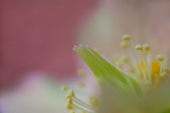 　　花たより　18