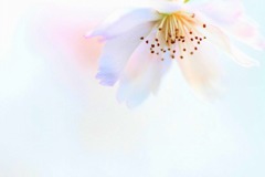 儚さ一輪