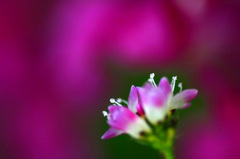 　　　路傍の花　　4