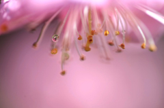 　　　花しずく