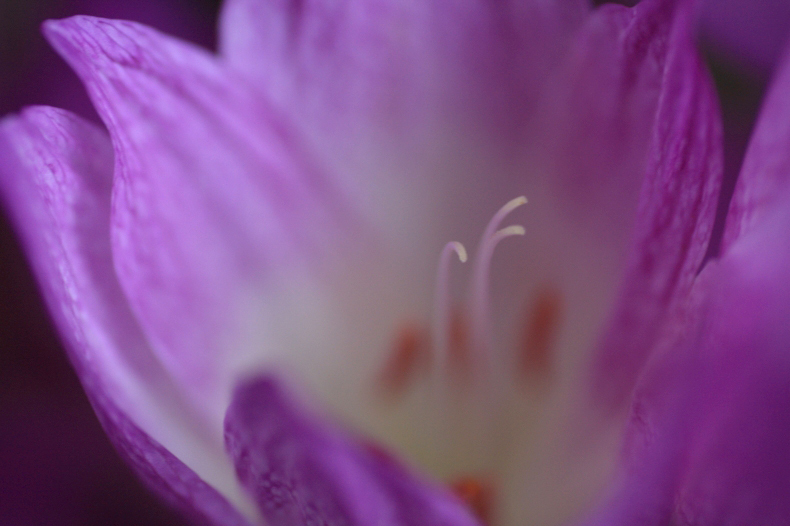 　　花芯