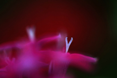 　　花に思いを寄せて　8 