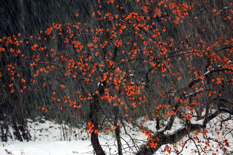 　　　雪柿　　6