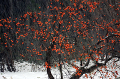 　　　雪柿　　6