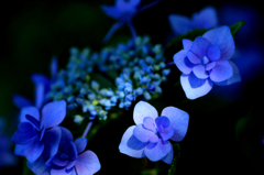 紫陽花の詩　14 