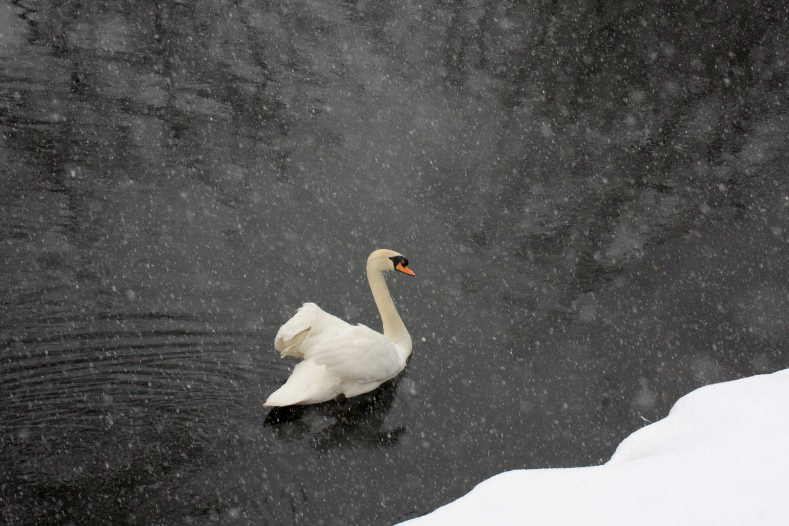 雪降る大池に