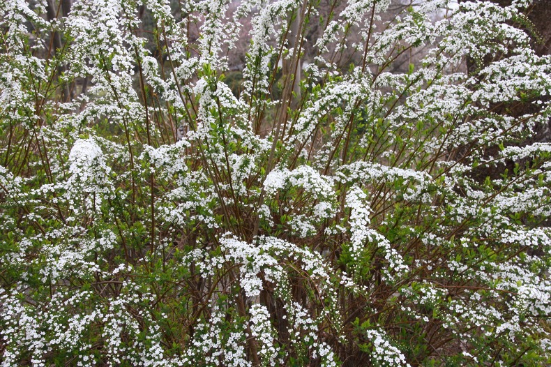 　　　雪化粧