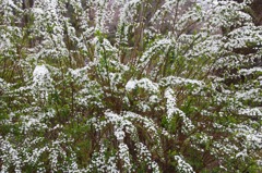 　　　雪化粧