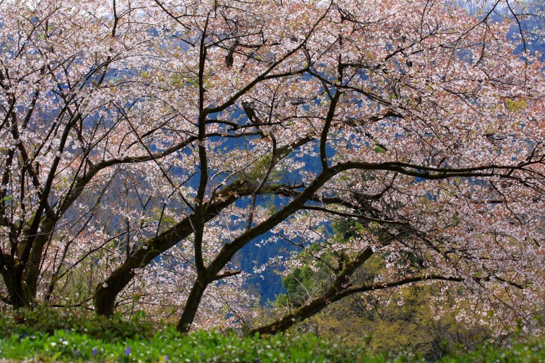 さくら 桜 櫻　(8