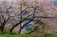 さくら 桜 櫻　(8