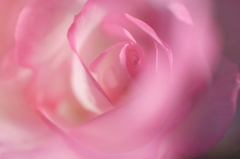 秋薔薇　12
