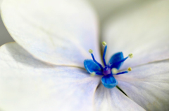 紫陽花の詩　2
