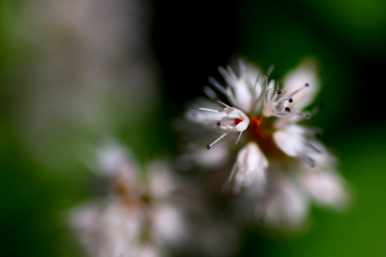 　　　花の歳時記　2