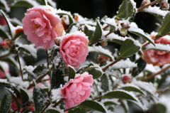 　　　雪ツバキ　　3