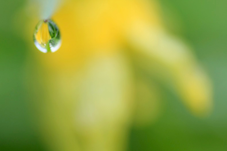 　　　花雫　12