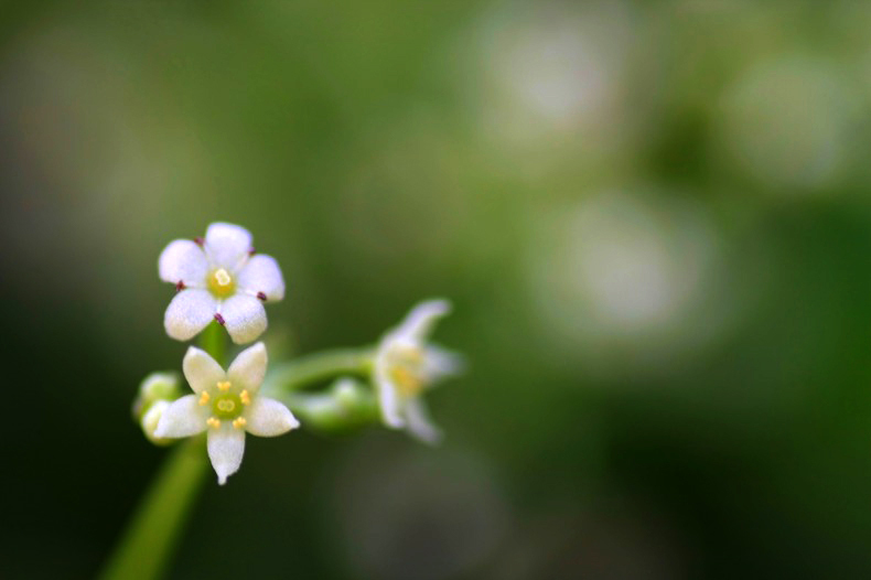 　　　野に咲いて　　2