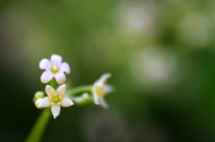 　　　野に咲いて　　2