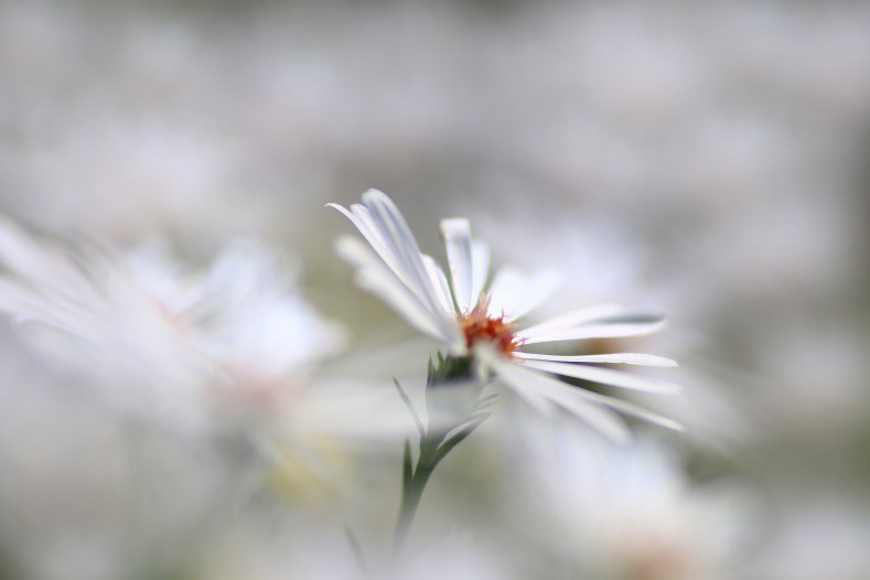 花写　(6