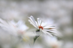 花写　(6