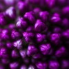 　開花前
