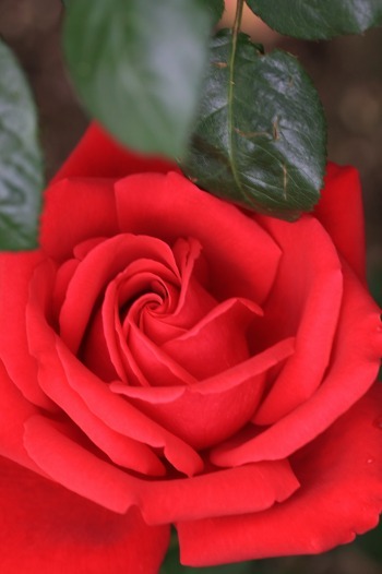 　　　艶花
