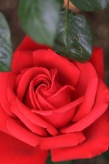 　　　艶花
