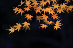 晩秋色模様　1