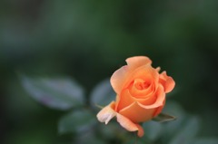　　　秋薔薇咲いて　　2