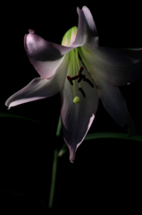 　　　花写　1
