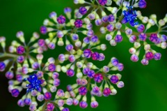 　　　紫陽花たより　4