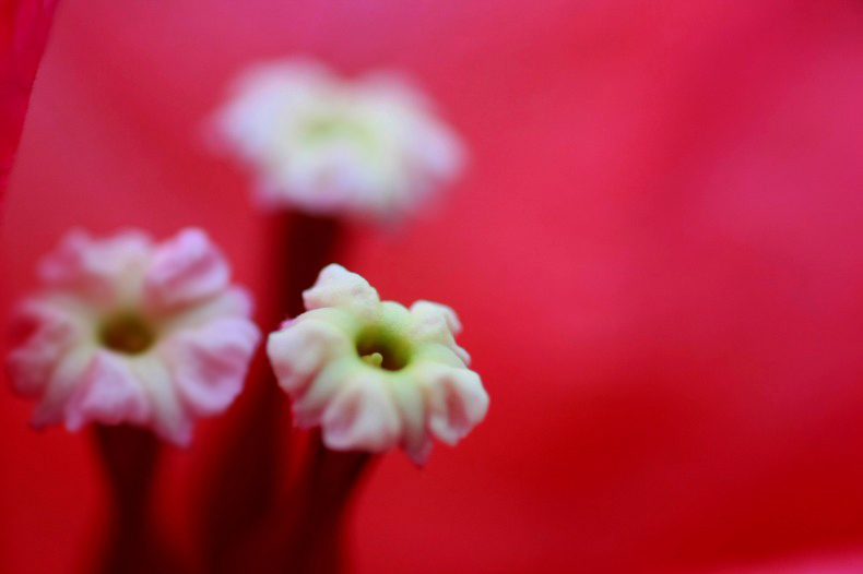 　　　花芯の想い　　2