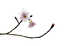 　　一枝の春