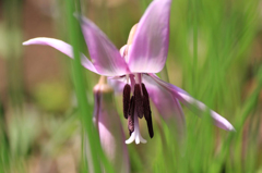　　　華花　3