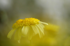 　　花たより　9　