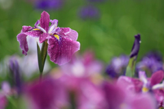 　　　雨に咲く花　2