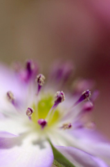 　　春告げる花