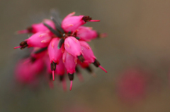 　　春呼ぶ花　3